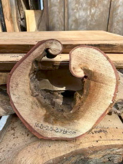 Spalted Maple